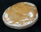 Wide Polished Fossil Clam - Jurassic #16062-1